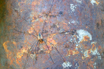 a large spider on a rusty surface guards the prey, a hidden