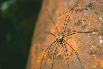 on a rusty semicircular pipe sits a spider with long legs, a spider in ambush