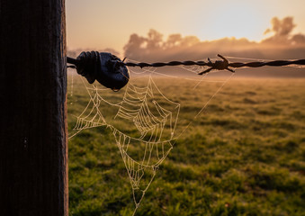 Spiderweb in the morning