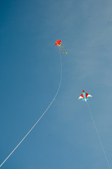 kites in the summer sky