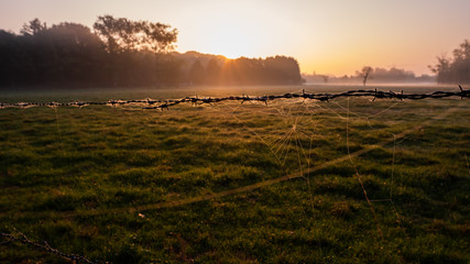 Spiderweb in the morning