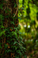 leaves of an ivy