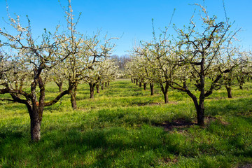 Abundant spring blossom in manicured pear tree orchards in the Lot near Villeneuve-sur-Lot, Lot-et-Garonne, France.