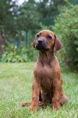 Rhodesian ridgeback puppy in the green park. Small puppy portrait.	