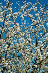 Abundant spring blossom in manicured pear tree orchards in the Lot near Villeneuve-sur-Lot, Lot-et-Garonne, France.