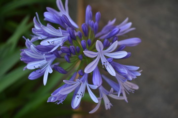 blue flower