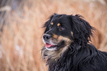 Mixed breed dog portrait at winter	