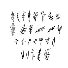 Hand drawn floral vector elements. Wild and free. Perfect for invitations, greeting cards, quotes, blogs, Wedding Frames, posters. Isolated