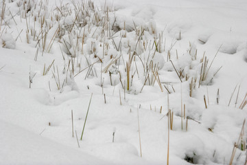Grass cowered with snow in winter time.