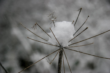 Grass cowered with snow in winter.