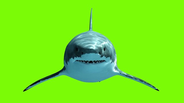 Great White Shark Megalodon on a green background. Two seamless looped 3d animations. 4K.