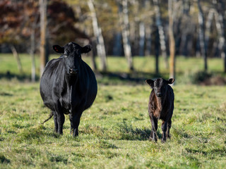 Black Angus Cattle on an autumn day on a Minnesota Ranch