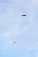 Bird Seagull flying in the sky in cloudy weather