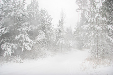 Beautiful winter landscape with snowy road in the winter forest.