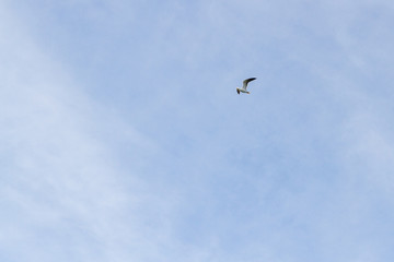 Bird Seagull flying in the sky in cloudy weather