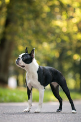 Boston terrier dog posing in city center park. Young boston terrier	