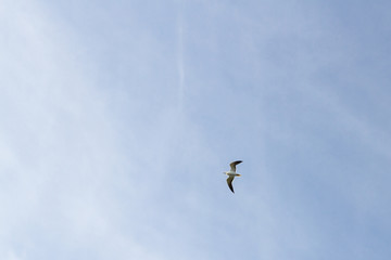 Bird Seagull flying in the sky in cloudy weather
