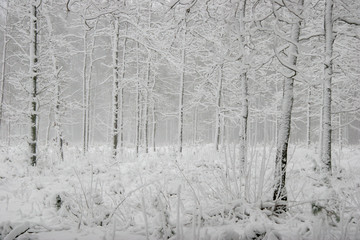 Fototapeta premium Winter forest landscape with snowy winter trees
