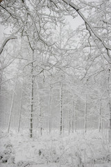 Winter forest landscape with snowy winter trees