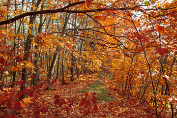 Fototapety na wymiar - Fototapeta24.pl