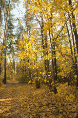 Autumn golden and yellow trees illuminated by the sun on an autumn day. Forest trail covered with fallen leaves. Calm sunny day.