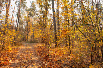 Autumn golden and yellow trees illuminated by the sun on an autumn day. Forest trail covered with fallen leaves. Calm sunny day.