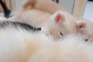Mother cat breastfeeding little kittens on the floor