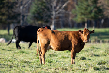 Black Angus Beef cattle in a pastrue on an autumn day
