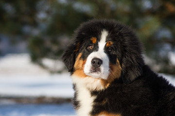 Bernese mountain dog junior male posing in the snow.	