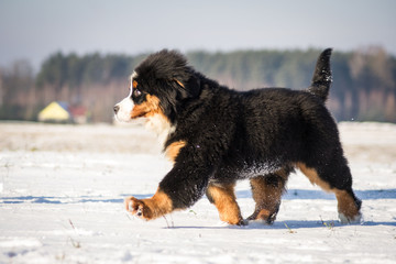 Bernese mountain dog junior male posing in the snow.	