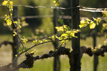 Branch of vine  with first green leaves in vineyard in early spring