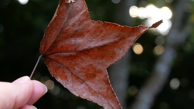 maple dry leaves in woman hands bokeh background.