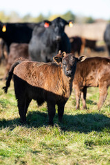 Black Angus calves in a pasture on a Minnesota Farm