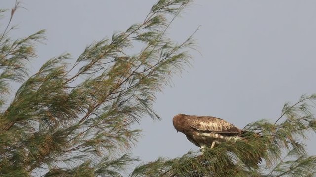 Bird of prey swaying,low angle view.
Short toed snake eagle perching on the top of pine tree branch swaying in the wind ,4K video.
