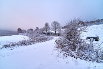 Snowy trees and path through the fields