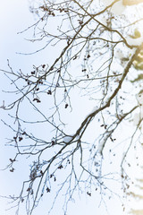 Snowy branches of the alders without leaves