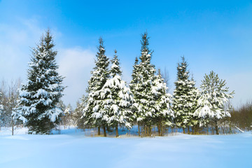 Fototapeta na wymiar Beautiful winter landscape with fir trees and forest path