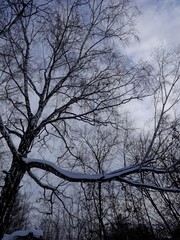 winter sky and trees