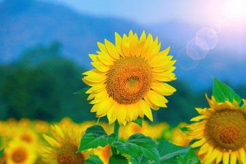Sunflowers in the field. Sunflower in the sunlight.