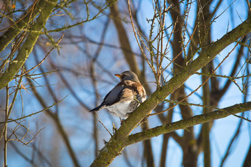  colourful bird  Turdus pilaris on the branches of the tree