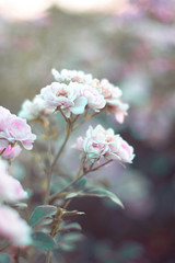 delicate pastel roses and buds on a variegated background