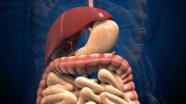 3D render illustration digestive system .
Human anatomy. Muvement guts inside abdomen