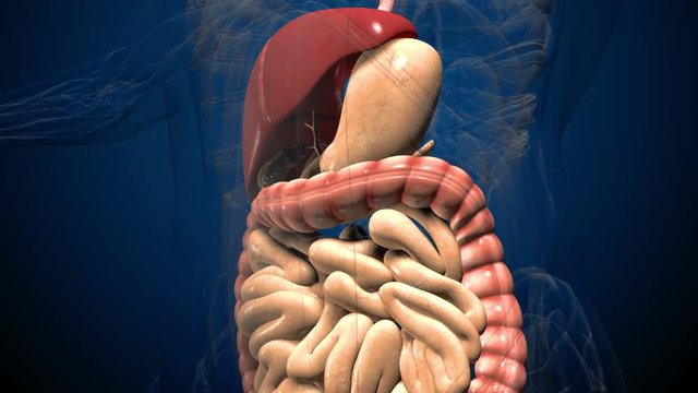3D render illustration digestive system .
Human anatomy. Muvement guts inside abdomen