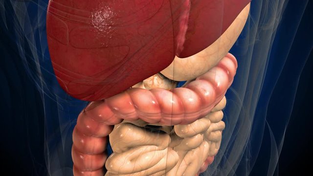 3D render illustration digestive system .
Human anatomy. Muvement guts inside abdomen
