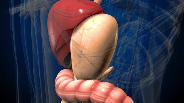 3D render illustration digestive system .
Human anatomy. Muvement guts inside abdomen