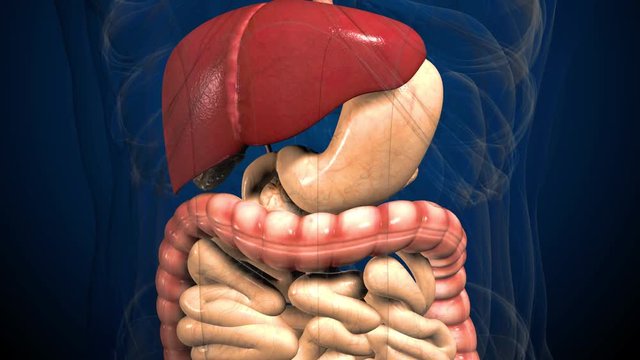 3D render illustration digestive system .
Human anatomy. Muvement guts inside abdomen