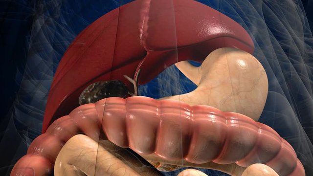 3D render illustration digestive system .
Human anatomy. Muvement guts inside abdomen