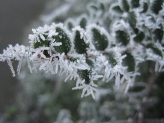 Frosty leaves