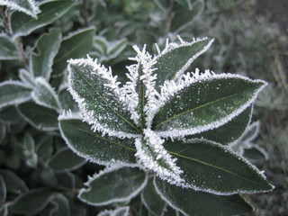Winter leaves