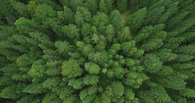 Aerial view of a green spruce forest in early autumn
